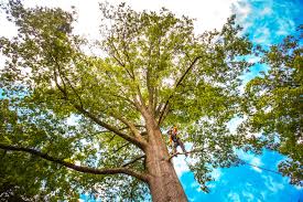 Best Tree Mulching  in Lake Of The Pines, CA