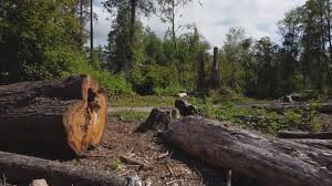 Best Soil Testing and Treatment  in Lake Of The Pines, CA