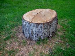 Best Tree and Shrub Care  in Lake Of The Pines, CA