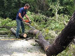 Best Hazardous Tree Removal  in Lake Of The Pines, CA