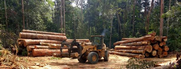 Best Tree Cabling and Bracing  in Lake Of The Pines, CA