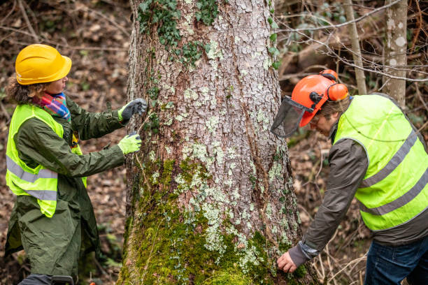 Best Tree Disease Treatment  in Lake Of The Pines, CA