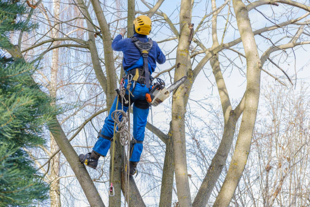 Best Stump Grinding and Removal  in Lake Of The Pines, CA