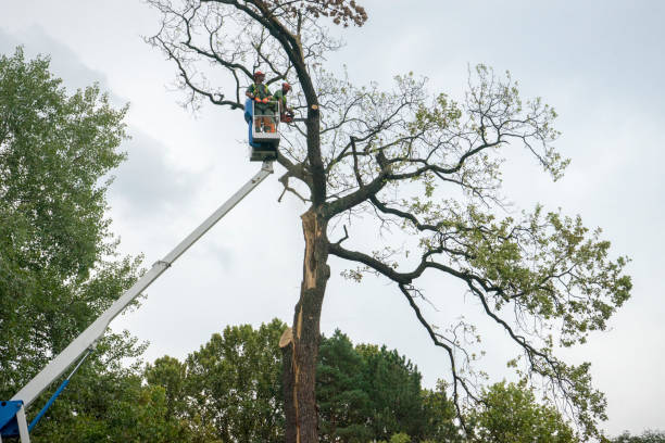 Best Tree Risk Assessment  in Lake Of The Pines, CA