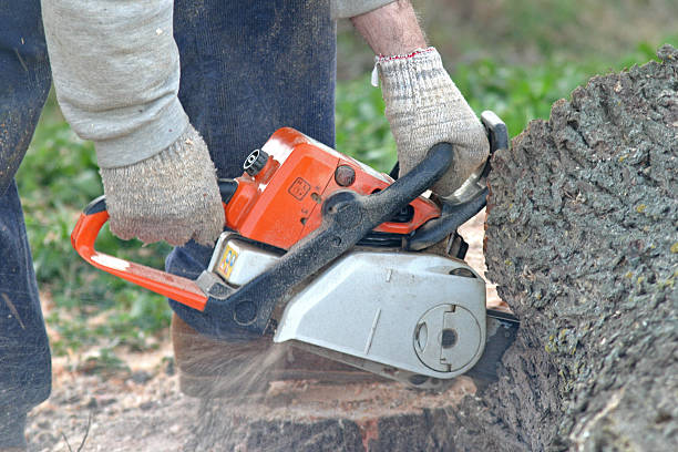  Lake Of The Pines, CA Tree Care Pros