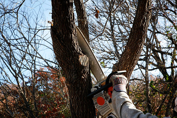 Best Tree Trimming and Pruning  in Lake Of The Pines, CA