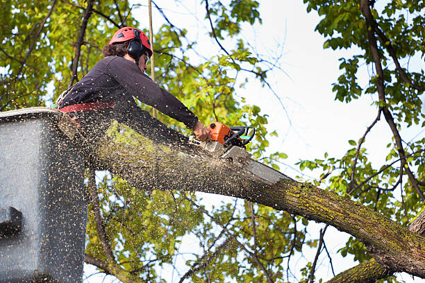 Best Tree Maintenance Programs  in Lake Of The Pines, CA