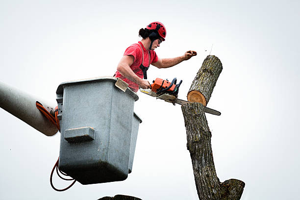 Best Tree Removal  in Lake Of The Pines, CA