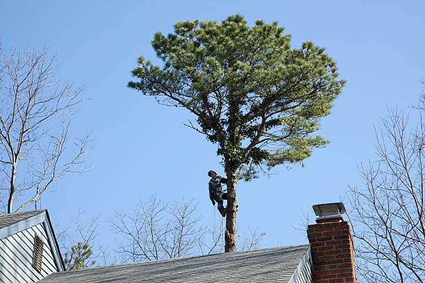 How Our Tree Care Process Works  in  Lake Of The Pines, CA