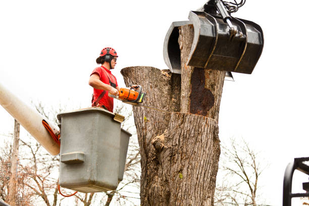 Best Aeration Services  in Lake Of The Pines, CA
