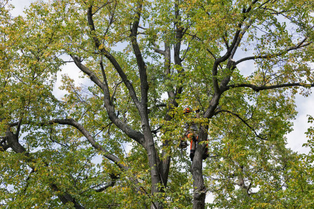 Best Tree Health Inspection  in Lake Of The Pines, CA